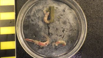 Media type: image;   Invertebrate Zoology 153118 Description: live specimen;